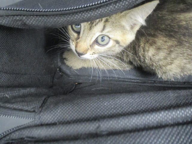 Unknown - Domestic Short Hair