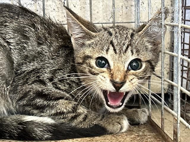Eugenie - Domestic Short Hair