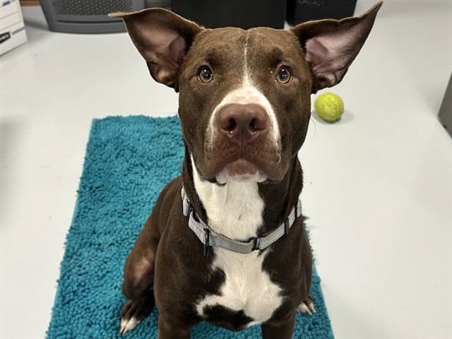 Unknown - American Pit Bull Terrier