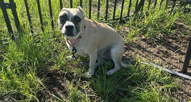 Isabella - American Pit Bull Terrier