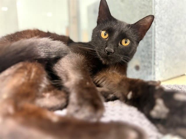 Unknown - Domestic Short Hair