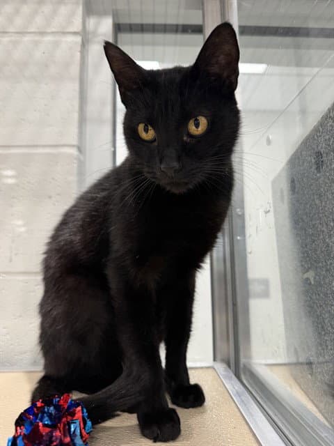 Unknown - Domestic Short Hair