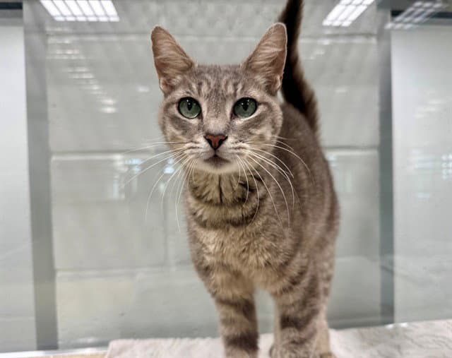 Unknown - Domestic Short Hair