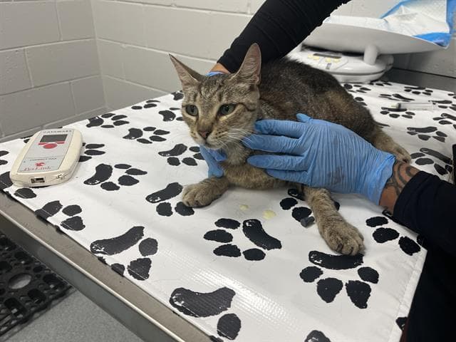 Unknown - Domestic Medium Hair