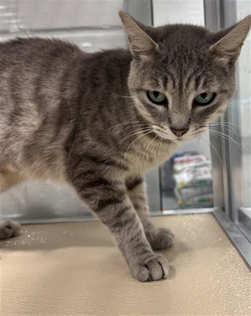 Unknown - Domestic Medium Hair