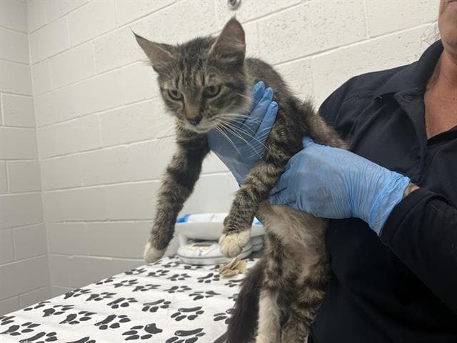 Unknown - Domestic Short Hair