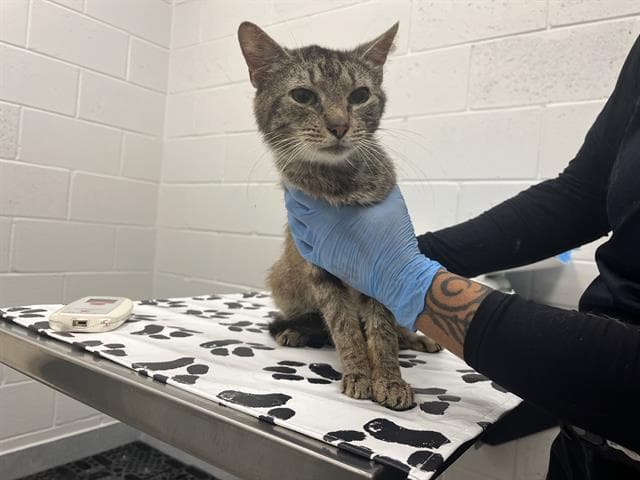 Unknown - Domestic Short Hair