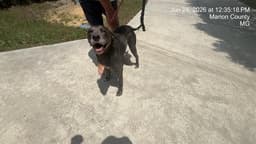 Wrangler image 1