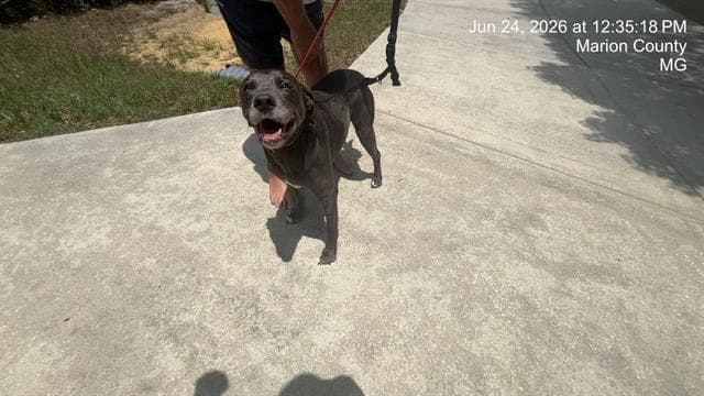 Wrangler - Labrador Retriever