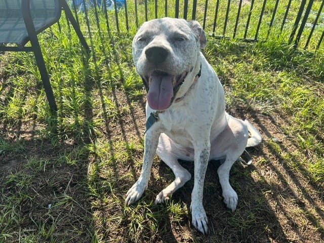 Gunner - Labrador Retriever