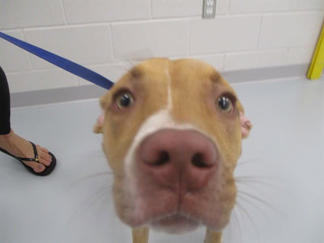 Unknown - Staffordshire Bull Terrier
