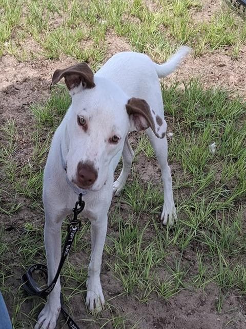 Pepa - American Staffordshire Terrier