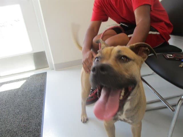 Unknown - Black Mouth Cur