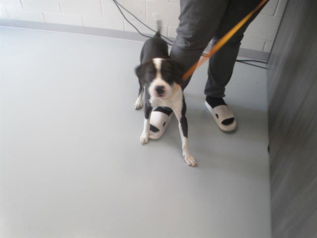 Unknown - American Pit Bull Terrier