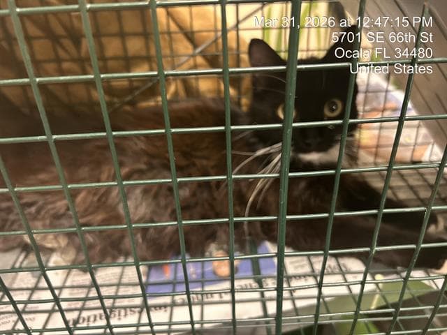 Unknown - Domestic Long Hair