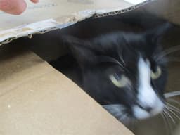 Gabby image 1