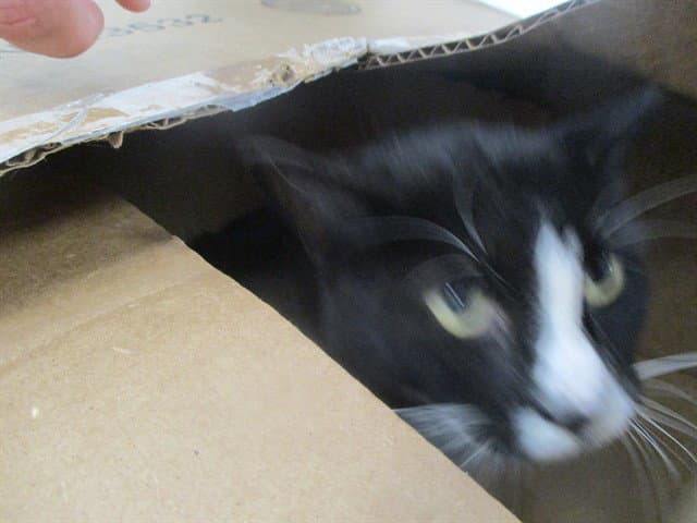 Gabby - Domestic Short Hair