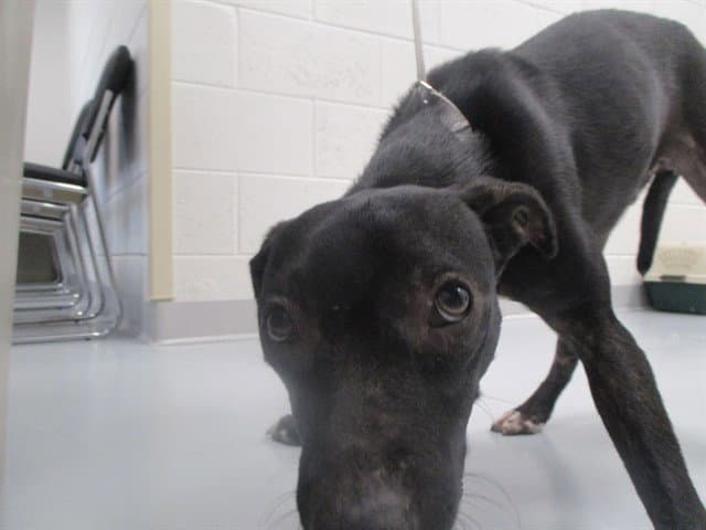 Unknown - Labrador Retriever