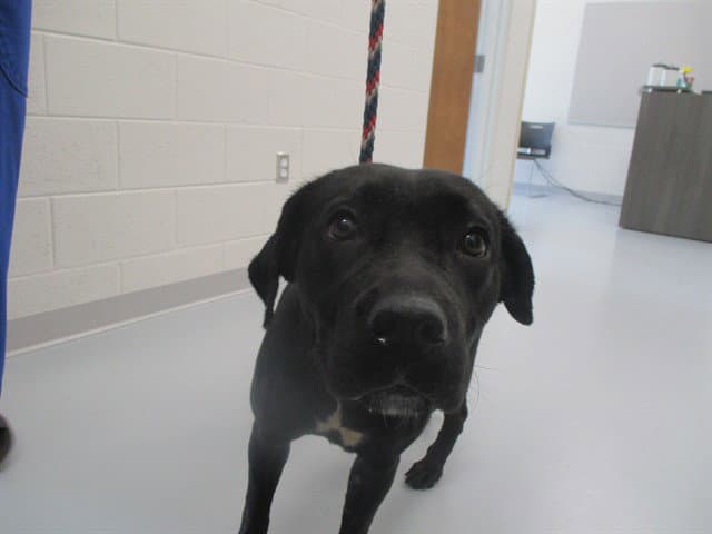 Evie - Labrador Retriever