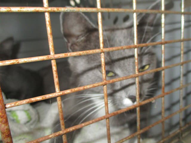 Ash - Domestic Short Hair