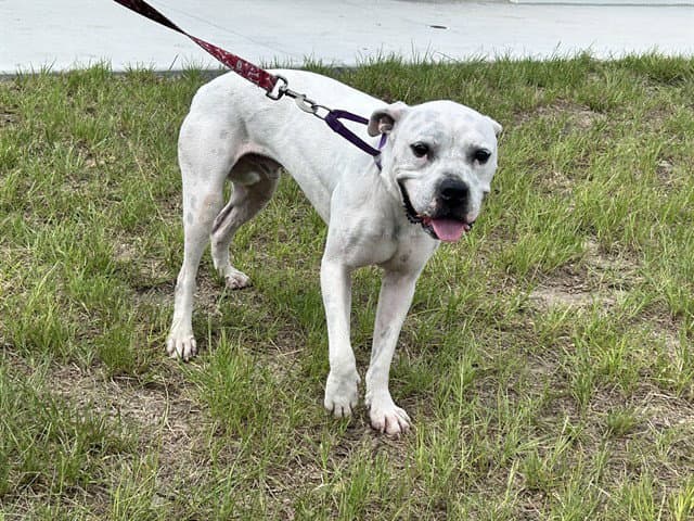 Mochi - American Pit Bull Terrier