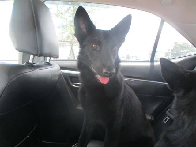 Dippin Dots - German Shepherd Dog
