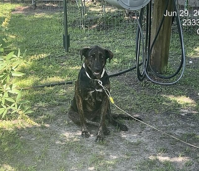 Unknown - Labrador Retriever