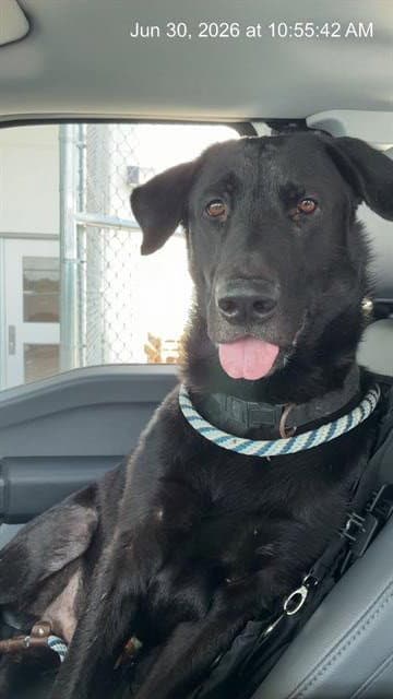 Unknown - Labrador Retriever