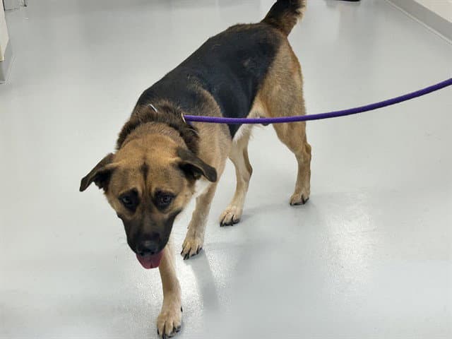 Unknown - German Shepherd Dog