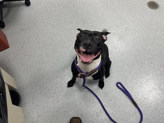 Unknown - American Pit Bull Terrier