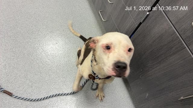 Unknown - American Pit Bull Terrier