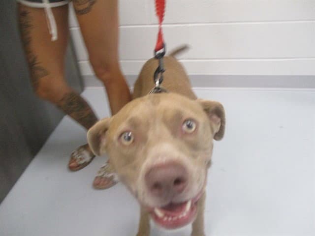 Duke - American Pit Bull Terrier