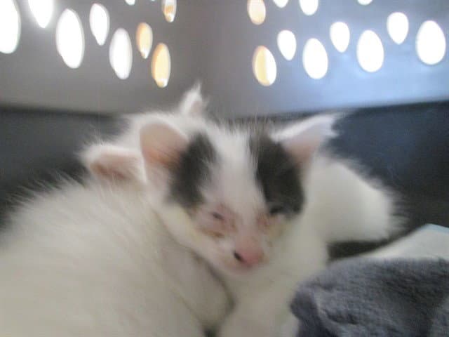 Unknown - Domestic Short Hair