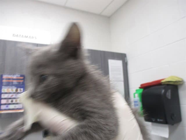Unknown - Domestic Short Hair