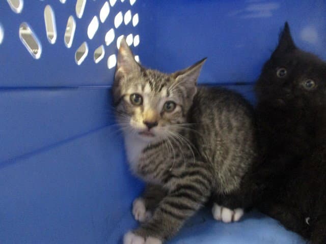 Unknown - Domestic Short Hair