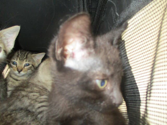 Unknown - Domestic Short Hair