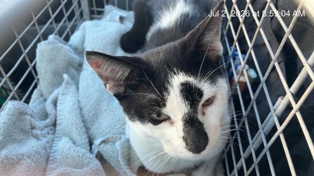Unknown - Domestic Short Hair