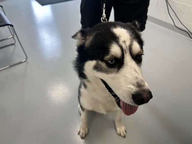 Timber - Siberian Husky