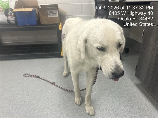 Marcus - Great Pyrenees