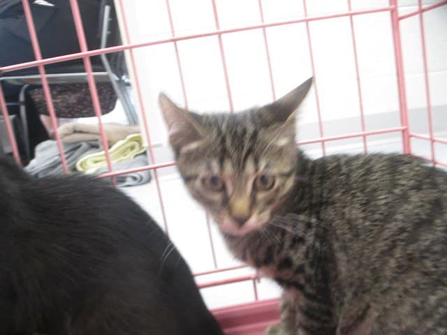 Cowboy - Domestic Short Hair