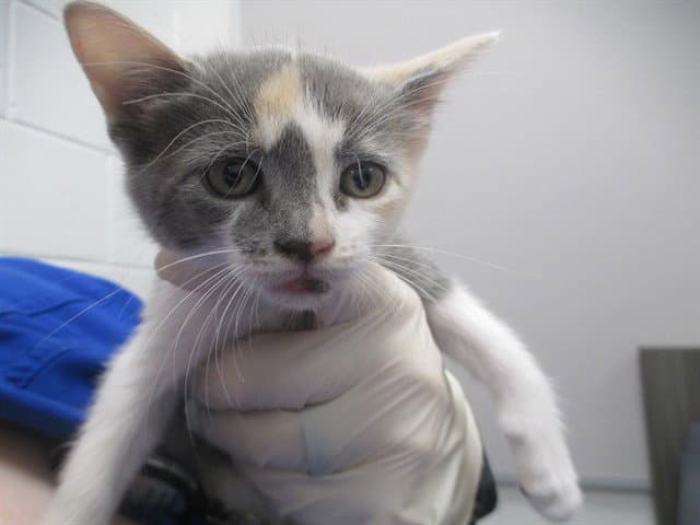Unknown - Domestic Short Hair