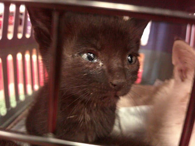 Misty - Domestic Short Hair