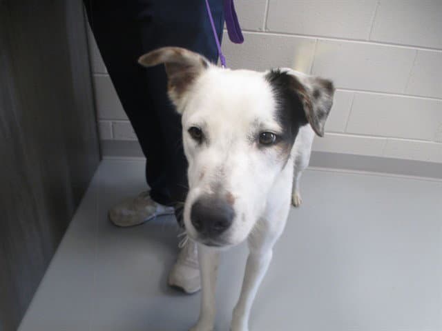 Kojo - Border Collie