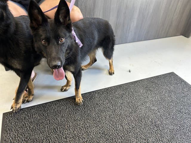 Freya - German Shepherd Dog