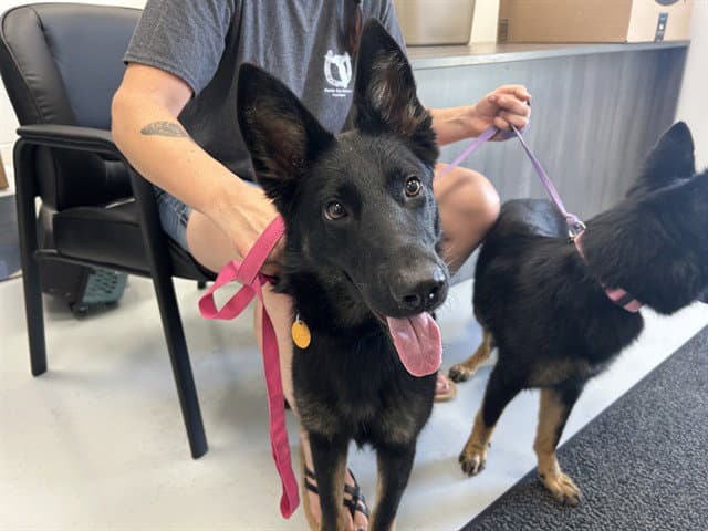 Finley - German Shepherd Dog