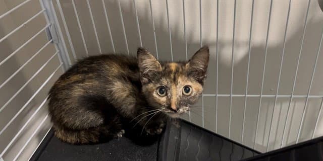 Lilly - Domestic Short Hair