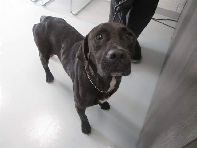 Ovaltine - Labrador Retriever