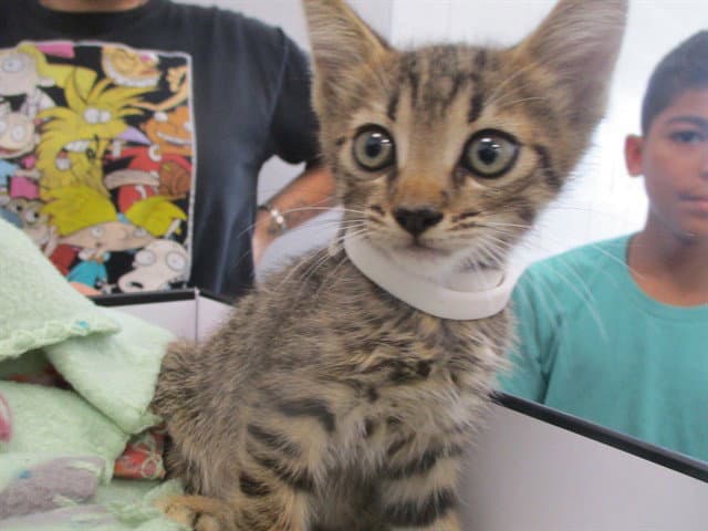 Unknown - Domestic Short Hair