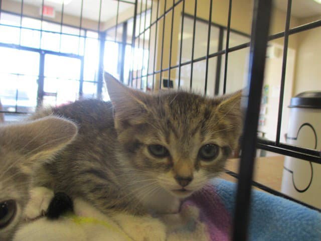 Unknown - Domestic Short Hair
