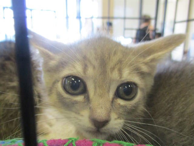 Unknown - Domestic Short Hair